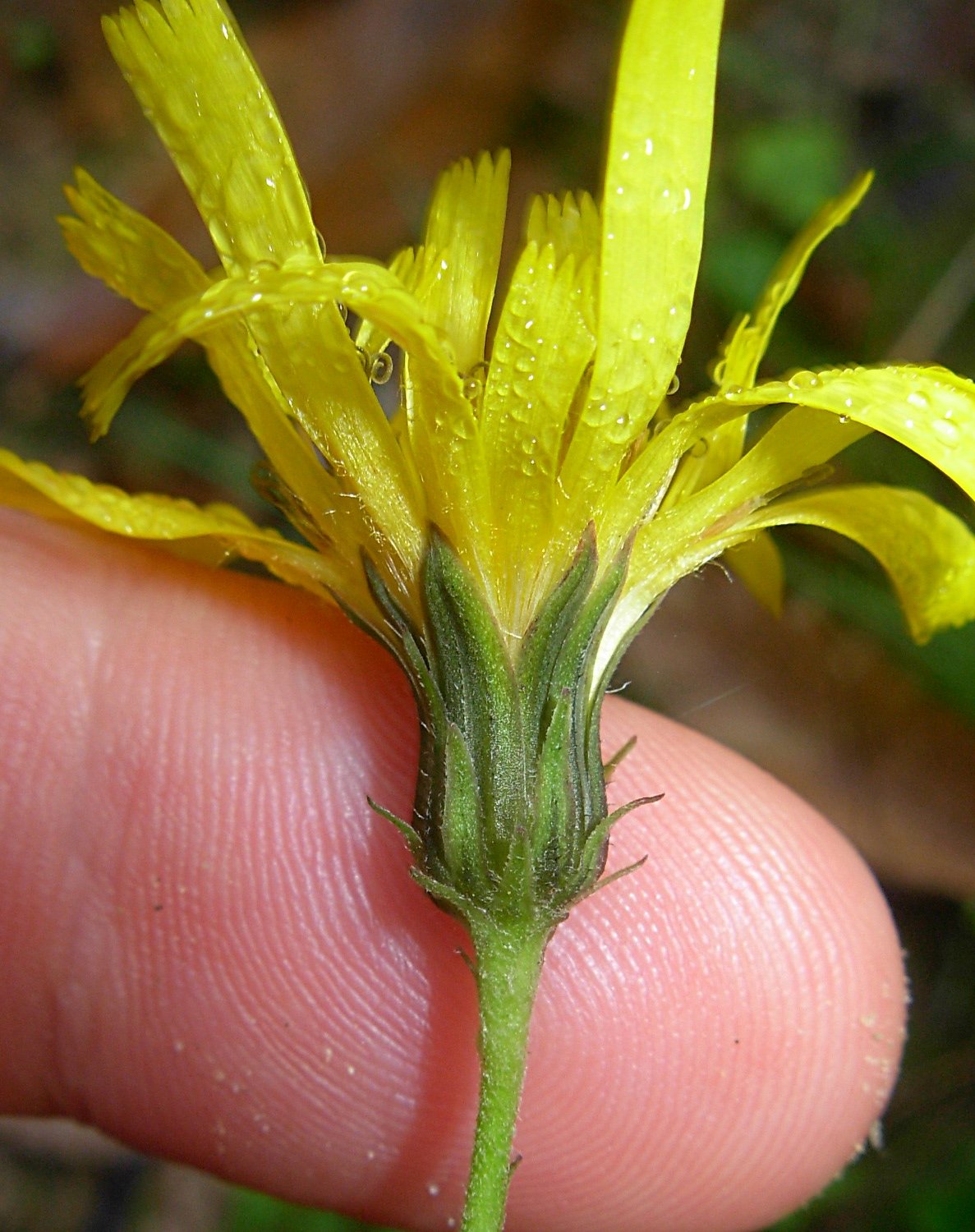 Hieracium neoplatyphyllum Gottschl.